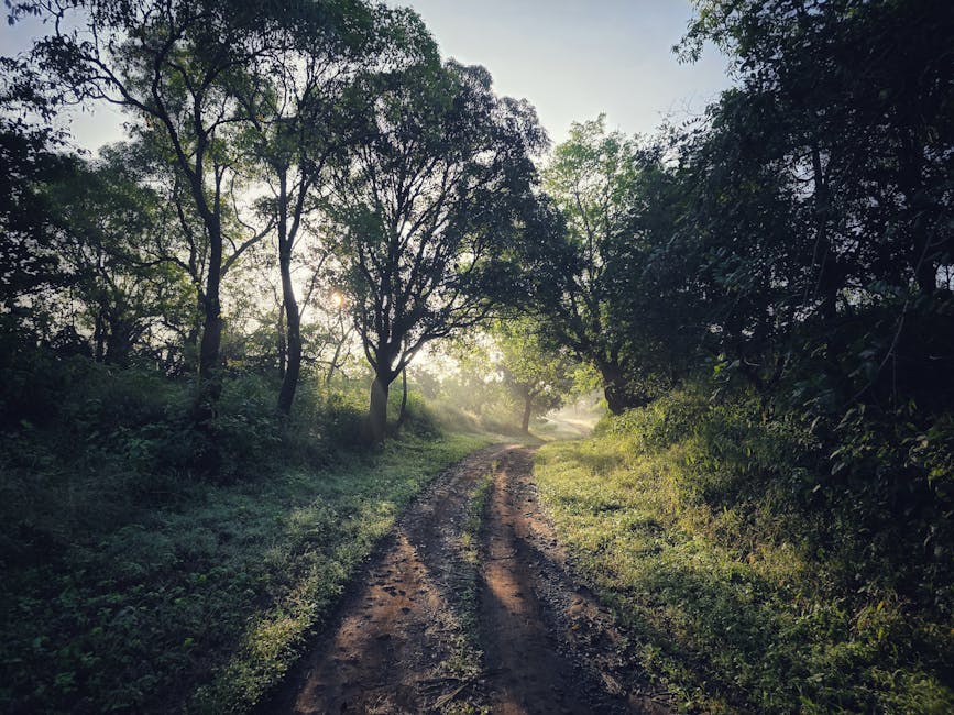 朝日に照らされる静かな小道、不登校からの再登校の第一歩をイメージする風景