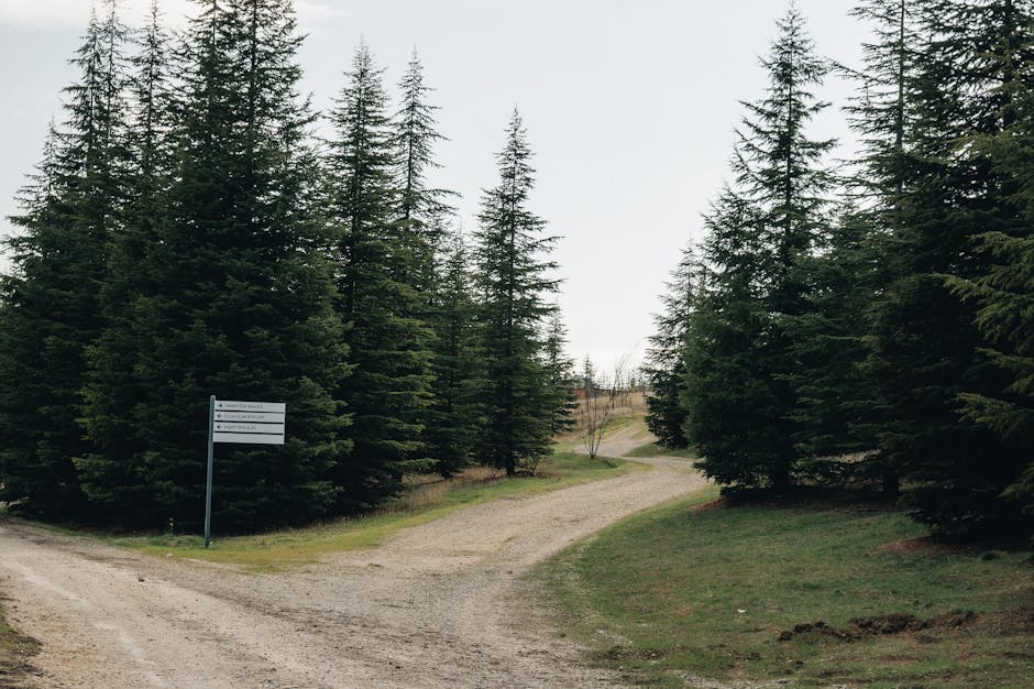 森の中の道標、進路の分岐点を象徴する不登校の進路イメージ